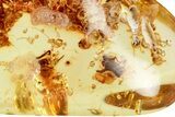 Polished Colombian Copal ( g) - Enhydro in Abdomen! #326740-1